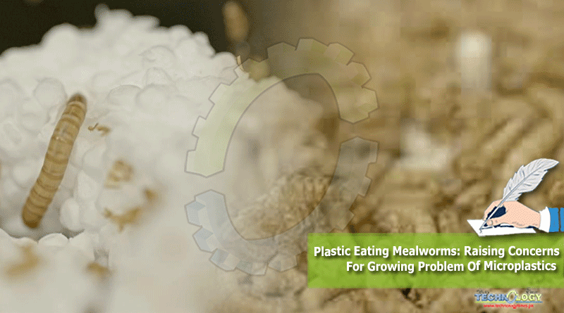 Plastic Eating Mealworms: Raising Concerns For Growing Problem Of Microplastics