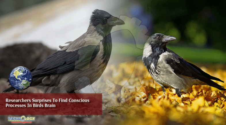 Researchers Surprises To Find Conscious Processes In Birds Brain