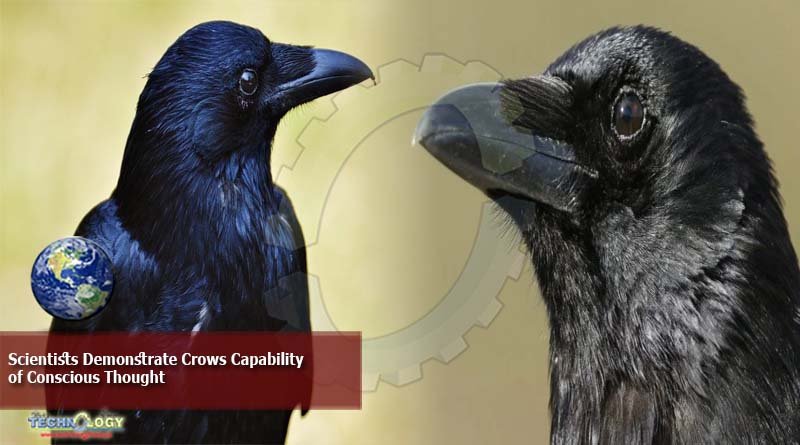 Scientists Demonstrate Crows Capability of Conscious Thought
