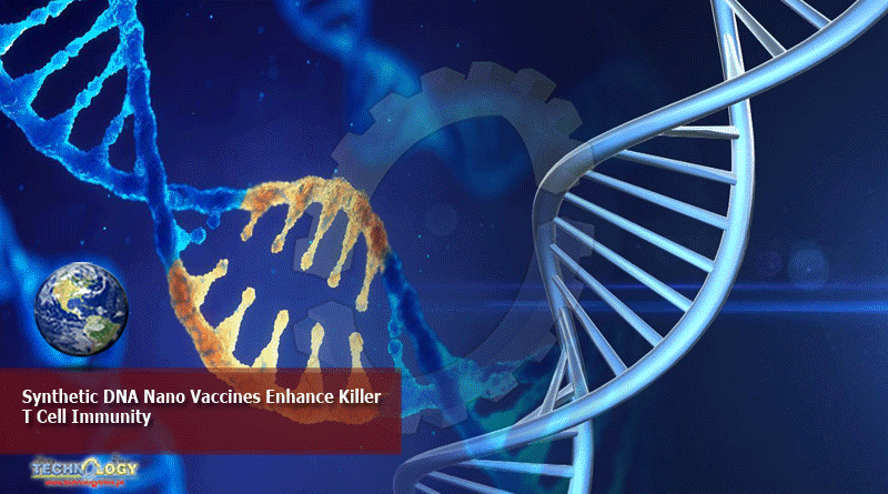Synthetic DNA Nano Vaccines Enhance Killer T Cell Immunity