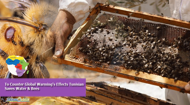 To Counter Global Warming's Effects Tunisian Saves Water & Bees