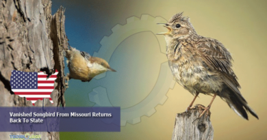 Vanished Songbird From Missouri Returns Back To State