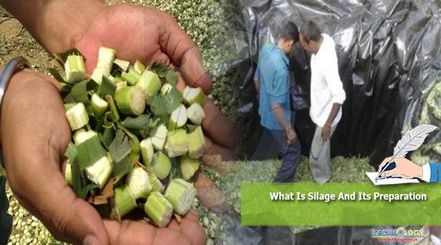 What-Is-Silage-And-Its-Preparation