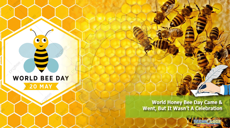 World Honey Bee Day Came & Went, But It Wasn’t A Celebration