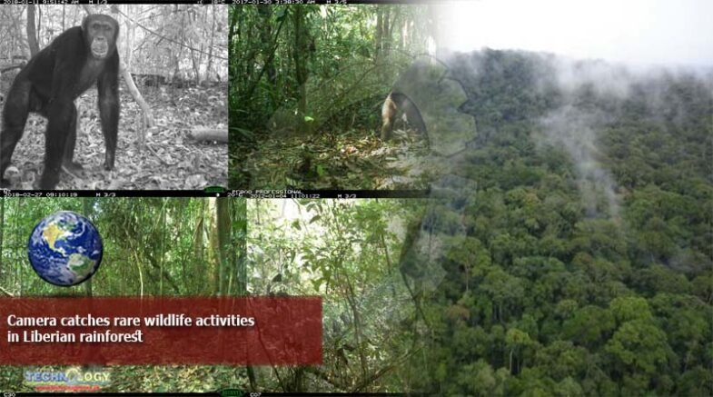 camera catches rare wildlife activities in Liberian rainforest