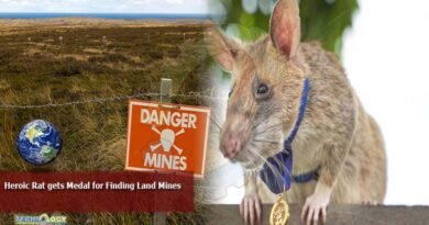heroic rat gets meddle for finding land mines