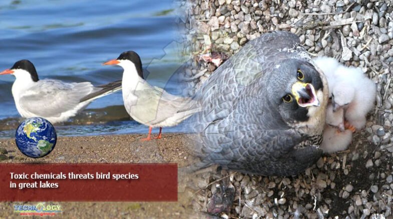 toxic chemicals threats bird species in great lakes