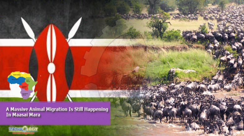 A Massive Animal Migration Is Still Happening In Maasai Mara