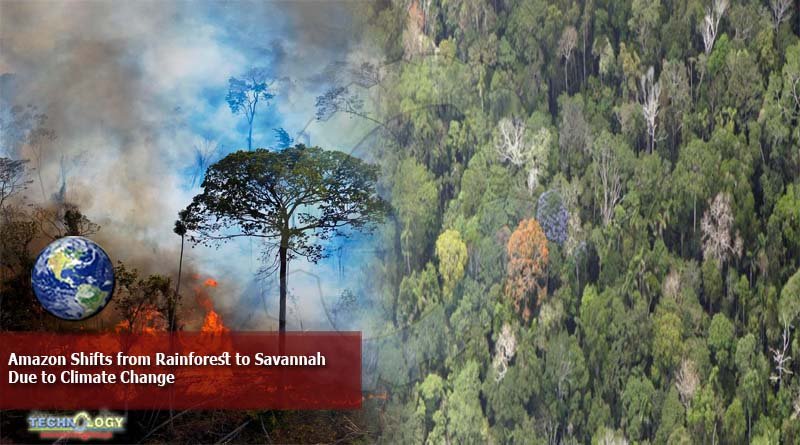 Amazon Shifts from Rainforest to Savannah Due to Climate Change