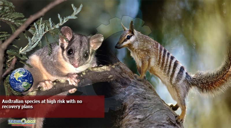 Australian Species at High Risk With no Recovery Plans