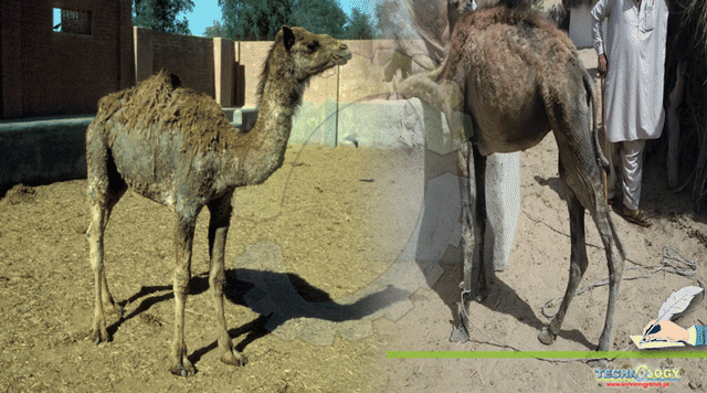 Camel-Mange-In-Tharparkar.