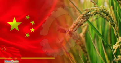 China Making Efforts For Seawater Rice Cultivation In Pakistan
