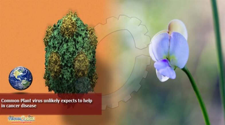 Common Plant virus unlikely expects to help
