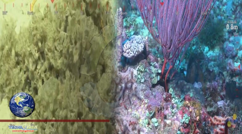 Coral Reef taller than the Empire State Building discovers
