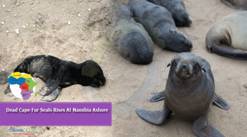 Dead Cape Fur Seals Rises At Namibia Ashore