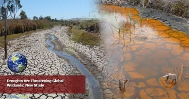 Droughts-Are-Threatening-Global-Wetlands-New-Study