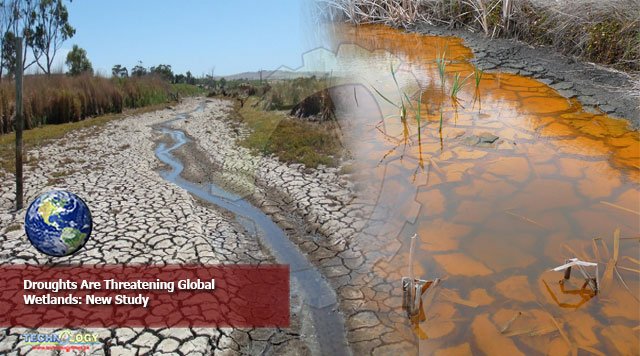 Droughts-Are-Threatening-Global-Wetlands-New-Study