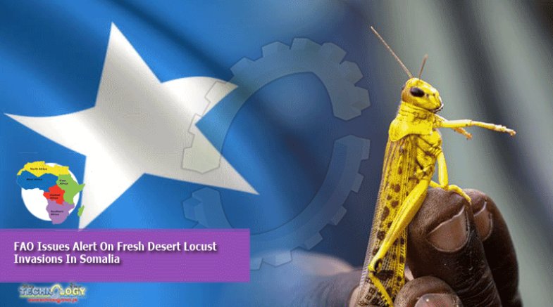 FAO Issues Alert On Fresh Desert Locust Invasions In Somalia