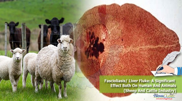 Fascioliasis-Liver-Fluke-A-Significant-Effect-Both-On-Human-And-Animals-Sheep-And-Cattle-Industry.