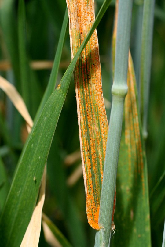 Yellow Rust of wheat (Leaf Filled with spores)