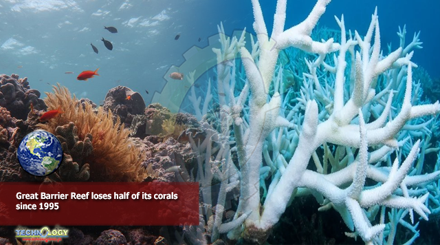 Great Barrier Reef loses half of its corals since 1995