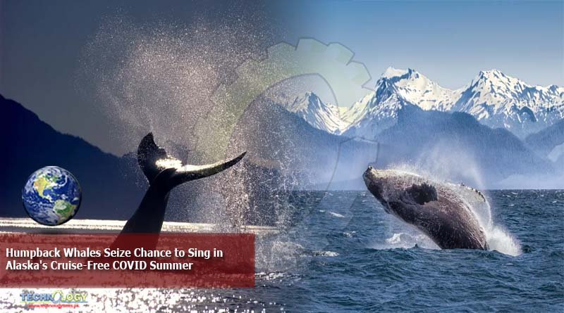 Humpback Whales Seize Chance to Sing in Alaska's Cruise-Free COVID Summer