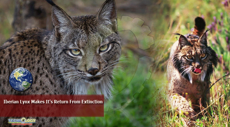 Iberian Lynx Makes It's Return From Extinction