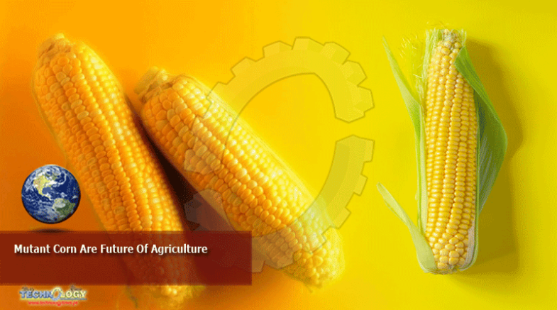 Mutant Corn Are Future Of Agriculture