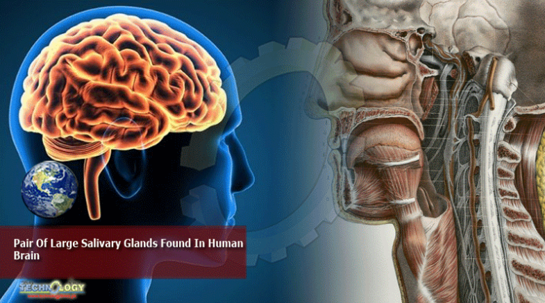 Pair Of Large Salivary Glands Found In Human Brain