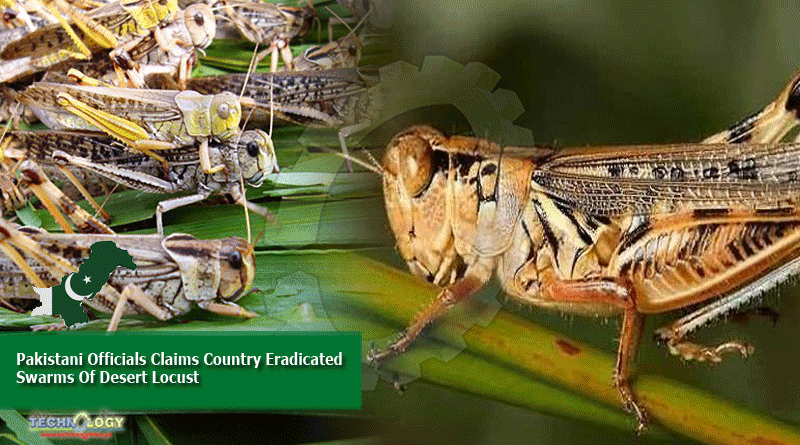 Pakistani Officials Claims Country Eradicated Swarms Of Desert Locust