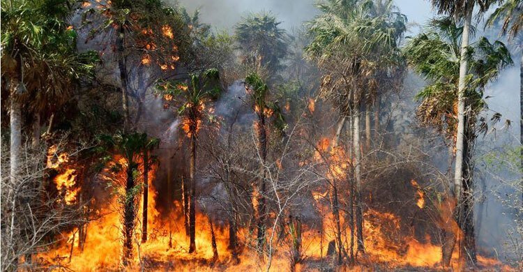 Paraguay’s Congress Declares National Emergency As Forest Fires Raged