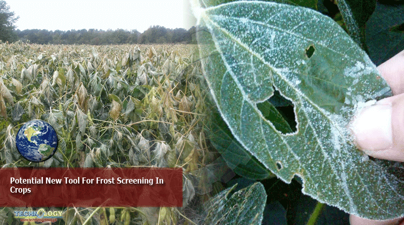 Potential New Tool For Frost Screening In Crops