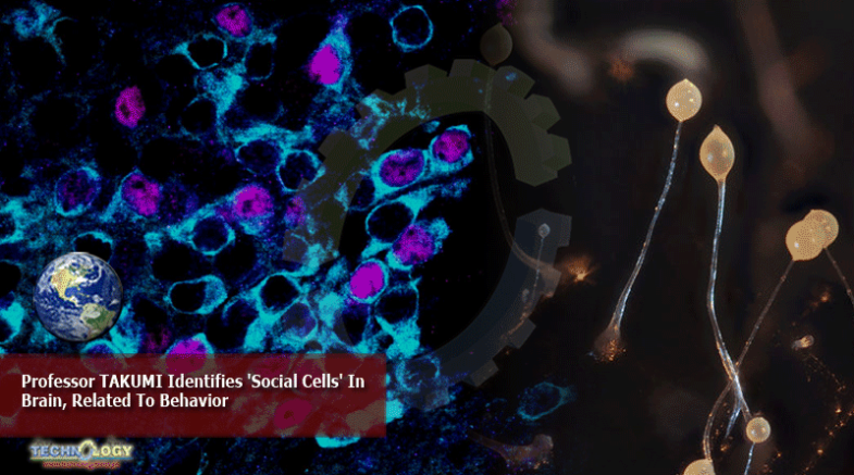 Professor TAKUMI Identifies 'Social Cells' In Brain, Related To Behavior