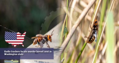 Radio trackers locate murder hornet nest in Washington state