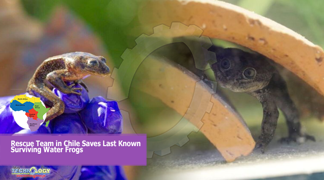 Rescue Team in Chile Saves Last Known Surviving Water Frogs