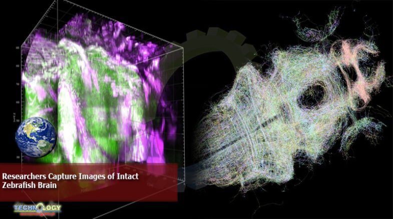 Researchers Capture Images of Intact Zebrafish Brain