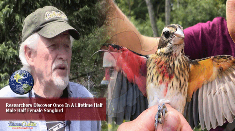 Researchers Discover Once In A Lifetime Half Male Half Female Songbird
