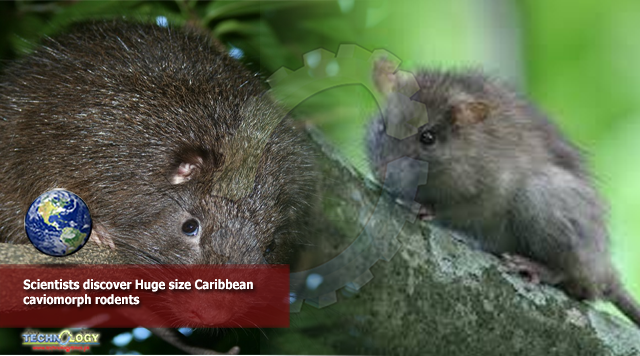 Scientists discover Huge size Caribbean caviomorph rodents