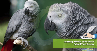 Swearing Parrots: The Science Behind Their Genius