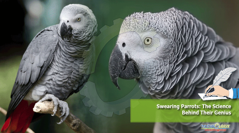 Swearing Parrots: The Science Behind Their Genius