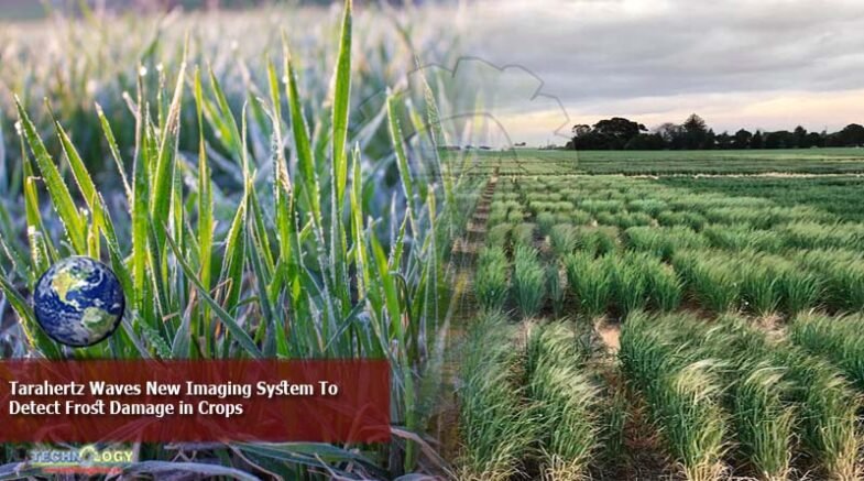 Tarahertz Waves New Imaging System To Detect Frost Damage in Crops