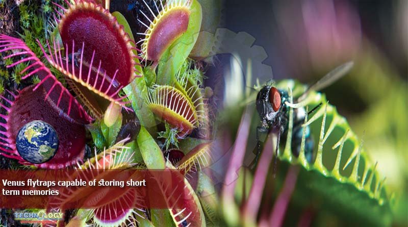 Venus flytraps capable of storing short term memories