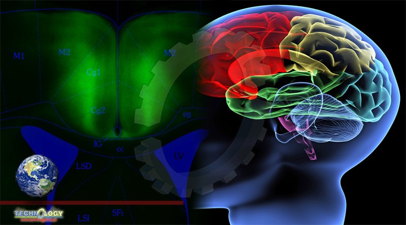 Brain Region Implicated in Predicting the Consequences of Actions