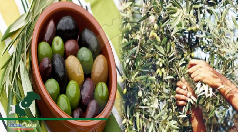 Two day olive festival inaugurate at the heart of Olive Valley