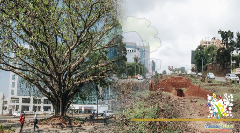 Kenya’s plans to remove a century old fig tree-