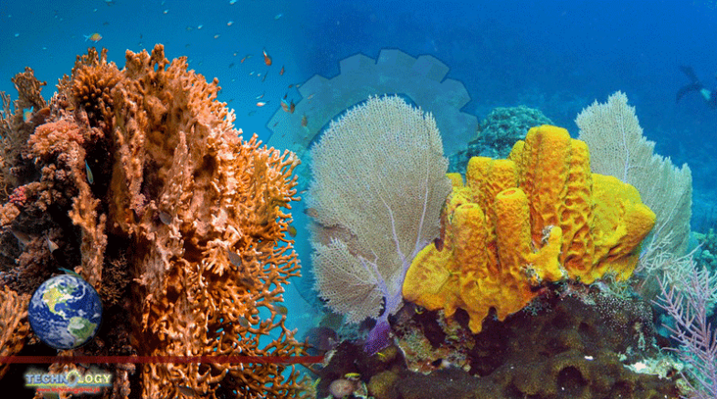 Applying Environmental Genomics To Coral Conservation