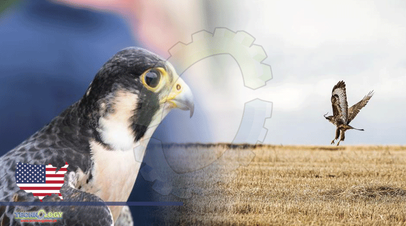 Bird Flu Confirmed In Co Limerick Peregrine Falcon