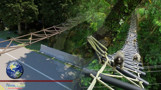 Bridges in the Rain Forest help animals cross landscapes