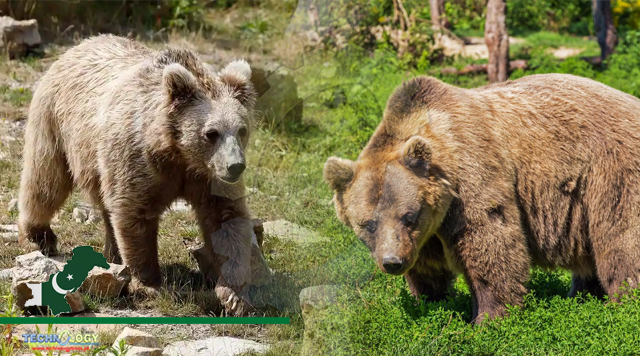 Brown bear habitat decreased due to Climate Change