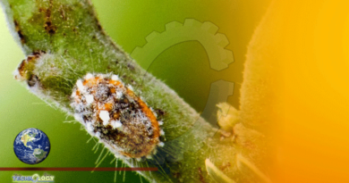 Maps Potential Global Spread Of Devastating Papaya Mealybug Pest